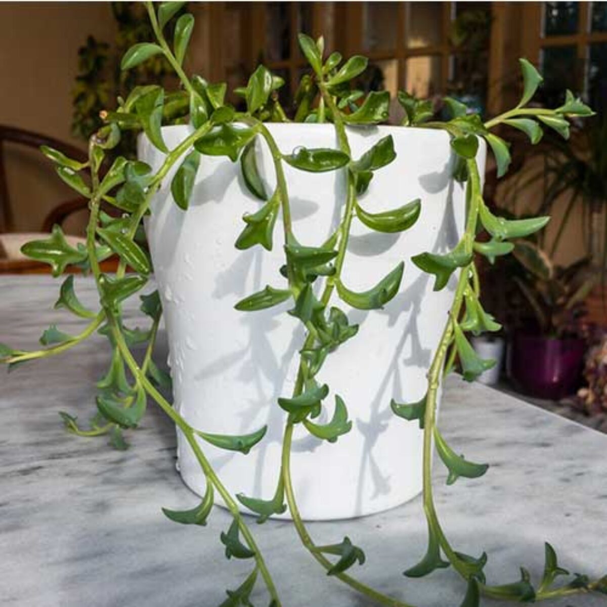 String of Dolphins Plant Care Guide  - Healthy Houseplants