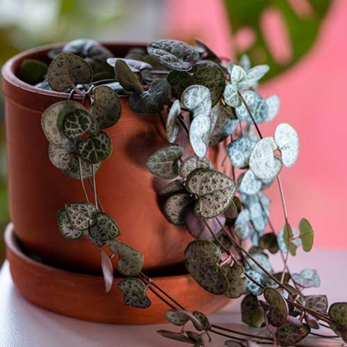 String of Hearts Plant Care Guide  - Healthy Houseplants