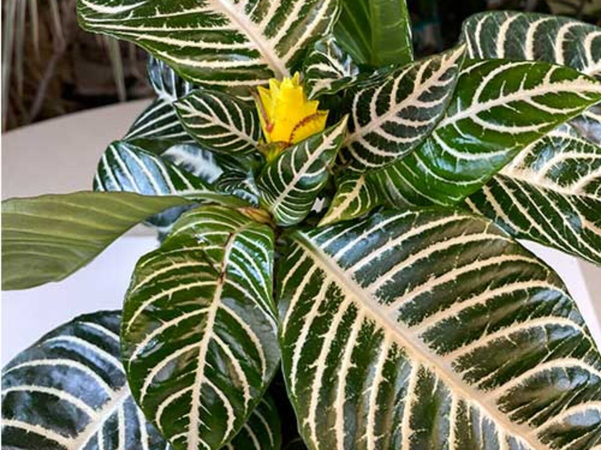 Zebra Plant (Aphelandra squarrosa) Care Guide  - Healthy Houseplants