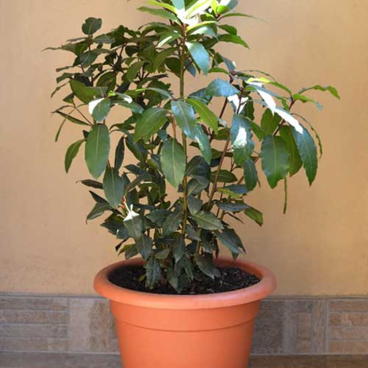 red leaves jade plant RARE RED AKAI Jade Succulent Plant 7-8” Bare Rooted Bonsai Tree Crassu –  Jayme Garden main image 1