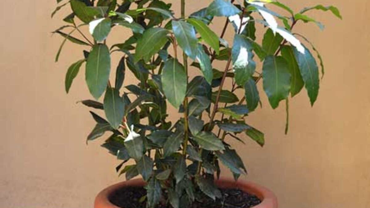 Bay Laurel (Laurus nobilis): Complete Care Guide and Culinary Uses  -  Healthy Houseplants