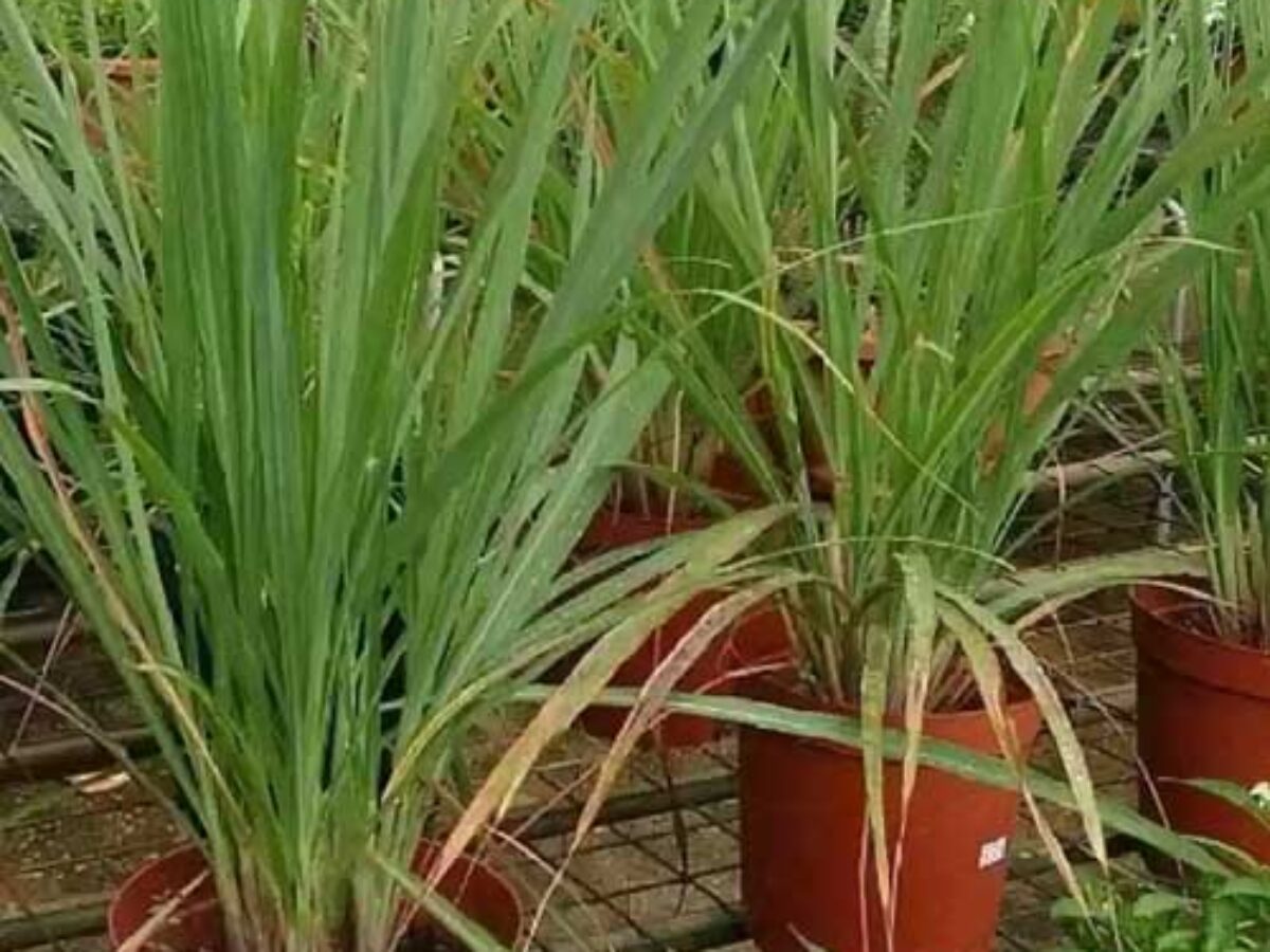 Lemongrass (Cymbopogon citratus): Growing Guide, Uses, and Benefits  -  Healthy Houseplants