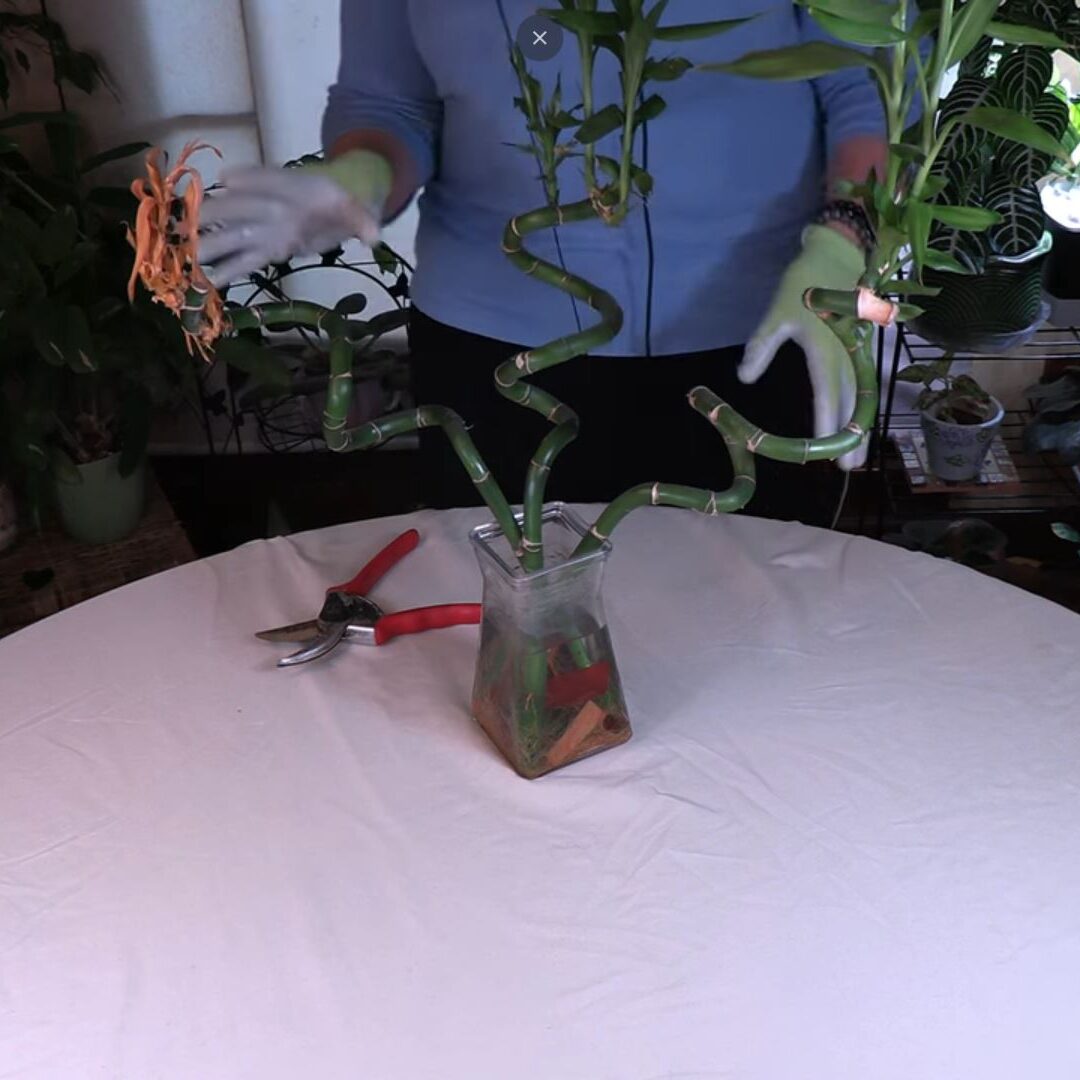 How to Prune Lucky Bamboo
