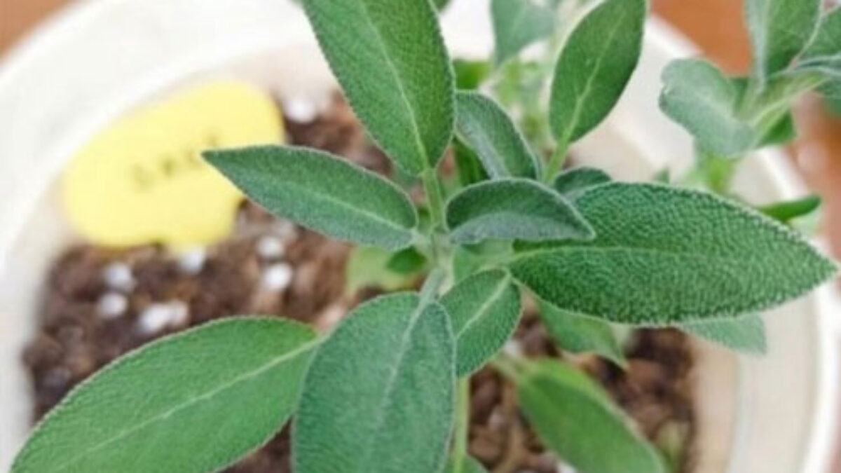 is jade a succulent Jade Plant main image 1