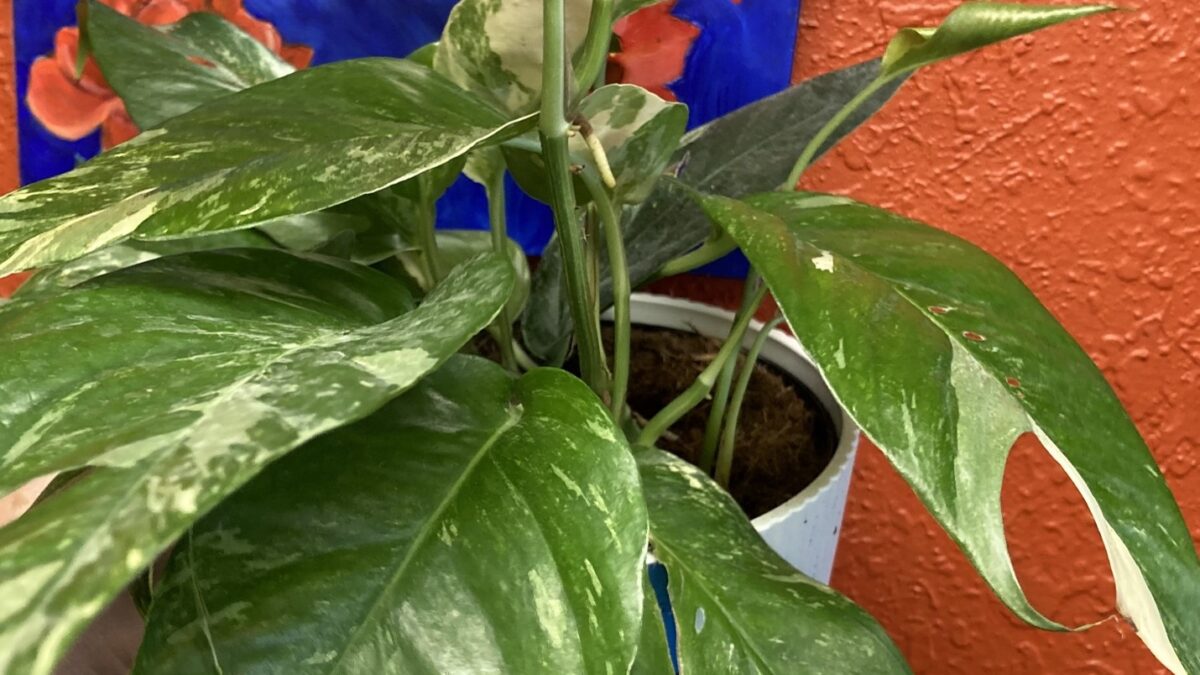 Grow Gorgeous Albo Pothos in Your Indoor Garden - Healthy Houseplants