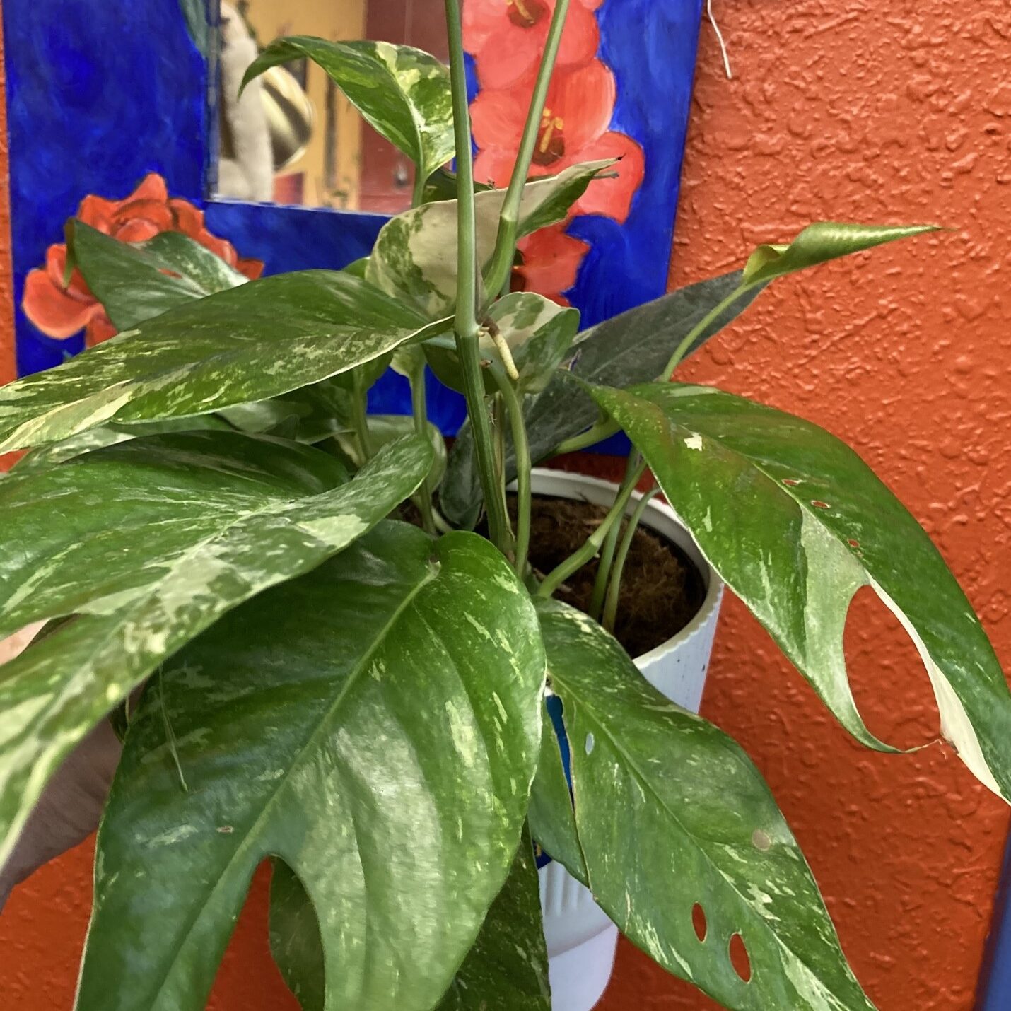 Grow Gorgeous Albo Pothos in Your Indoor Garden - Healthy Houseplants