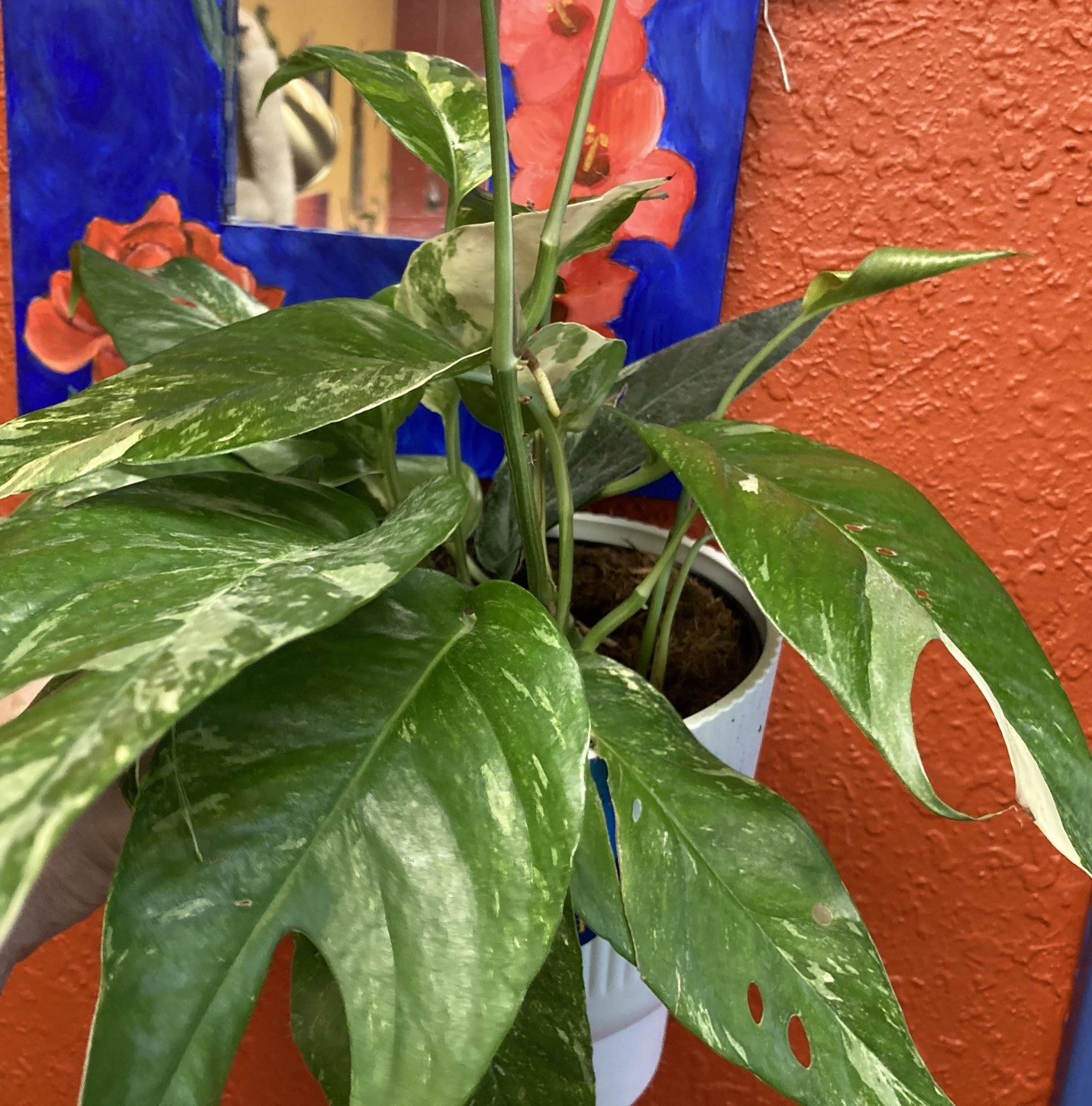 Grow Gorgeous Albo Pothos in Your Indoor Garden - Healthy Houseplants