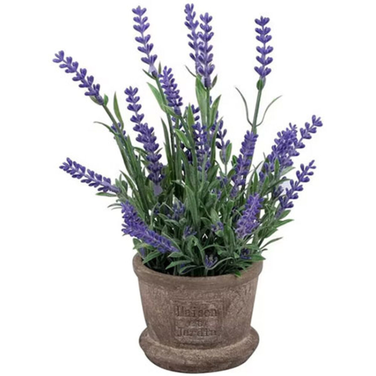 Lavender Plant Care Guide: Growing & Maintaining Lavandula spp. - Healthy  Houseplants