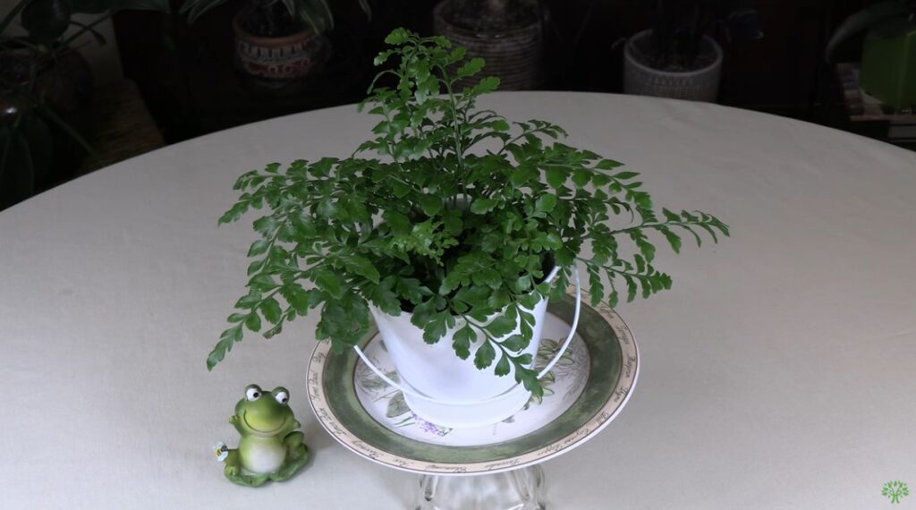 Austral Gem Fern