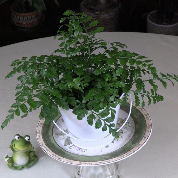 Austral Gem Fern Plant Care: What to Know
