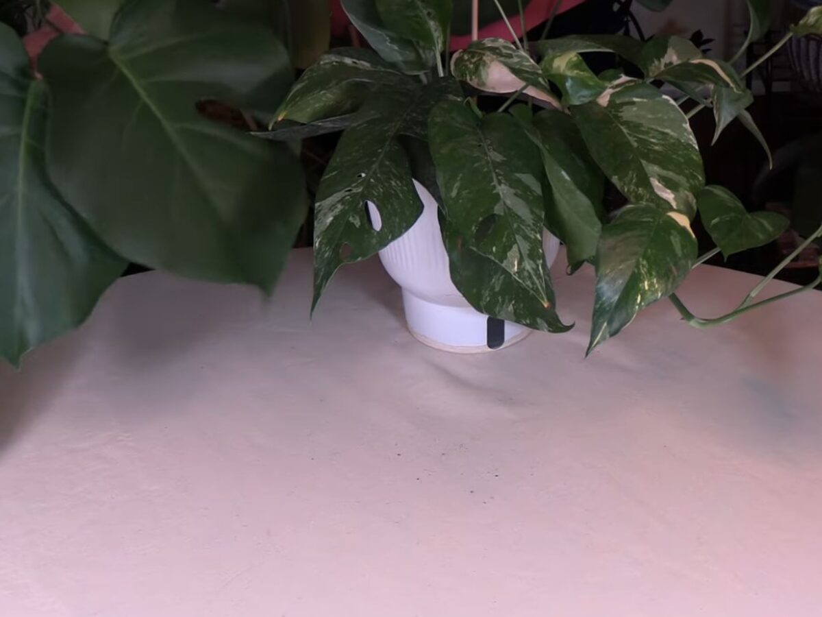 Fenestrated Foliage: What is it? Why some plants have it.