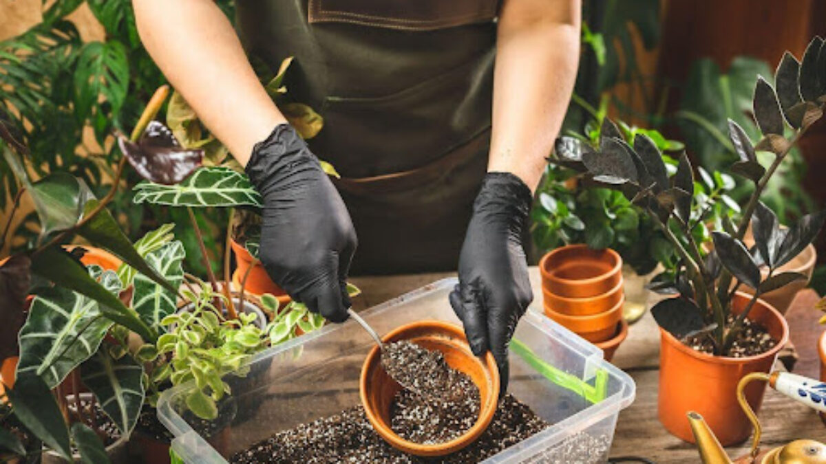 The Truth About Potting Soils: Most Are Harmful to Your Houseplants -  Healthy Houseplants