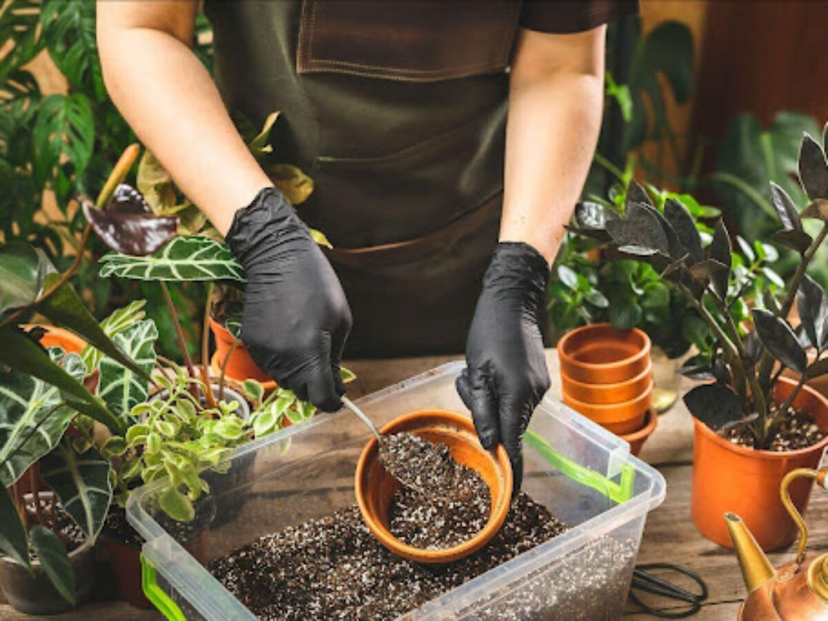 The Truth About Potting Soils: Most Are Harmful to Your Houseplants -  Healthy Houseplants