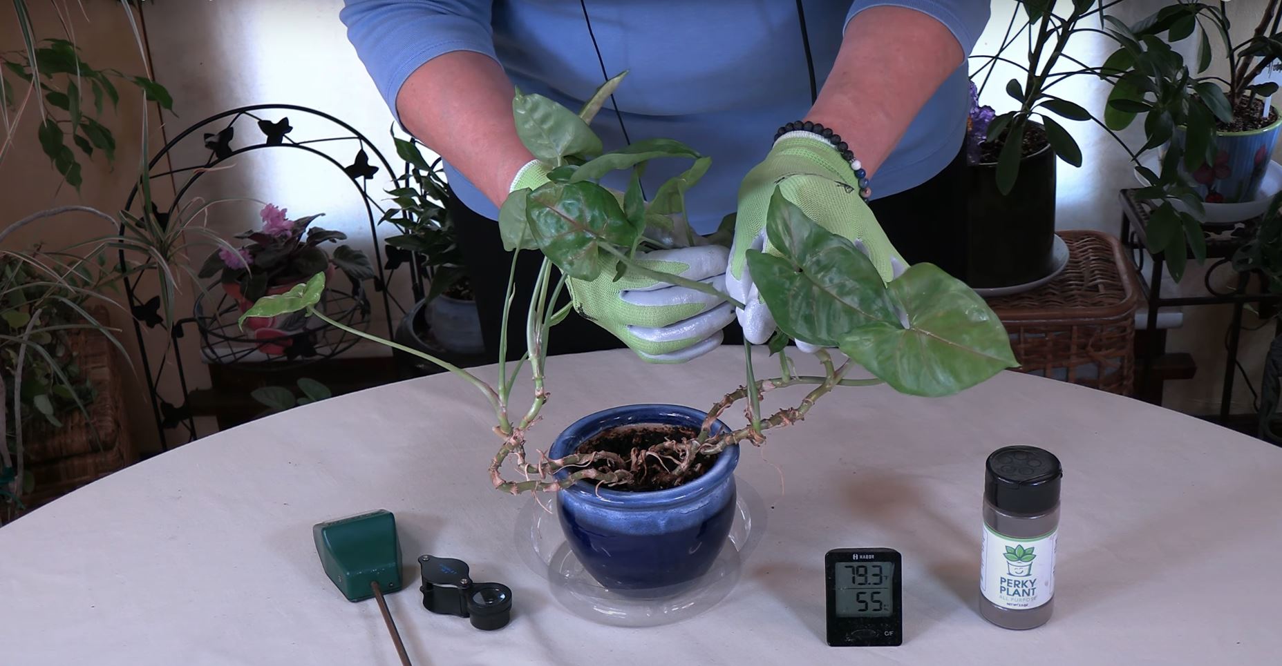 10 Reasons Why Houseplant Leaves Wont Unfurl