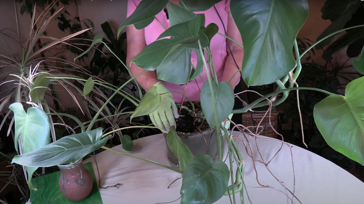 monstera india Monstera Deliciosa (Tissue Culture Plant in Jiffy bag) – vridhigarden