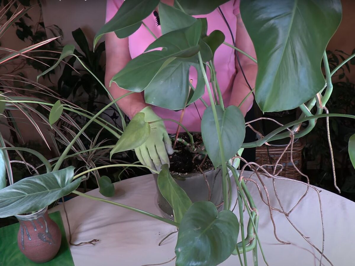 3 Types of Roots on Monstera deliciosa (and why it matters!)