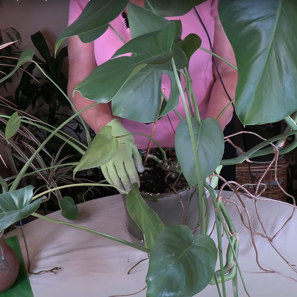 philodendron dark lord pink Philodendron “Dark matter” pink princess starter plant **(ALL plants r –  GoldenGreeneryCo
