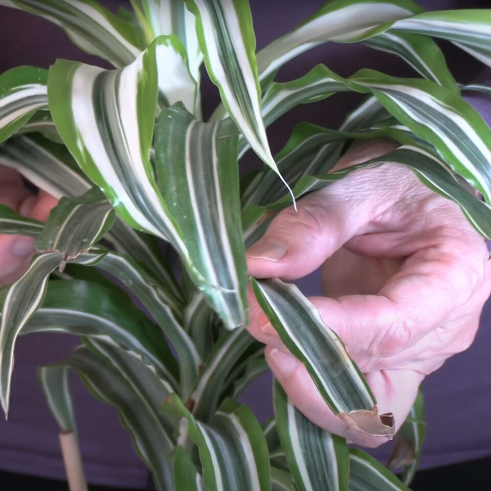 How to Cut Brown Leaf Tips off Houseplants/Prevent Re-Browning