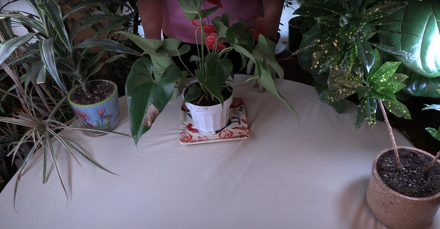 Can You Get Rid of Brown Spots on Leaves? / Viewer Inspired