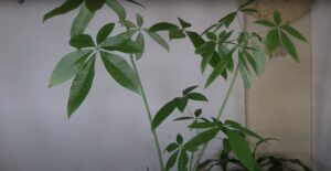 Chinese Money Tree