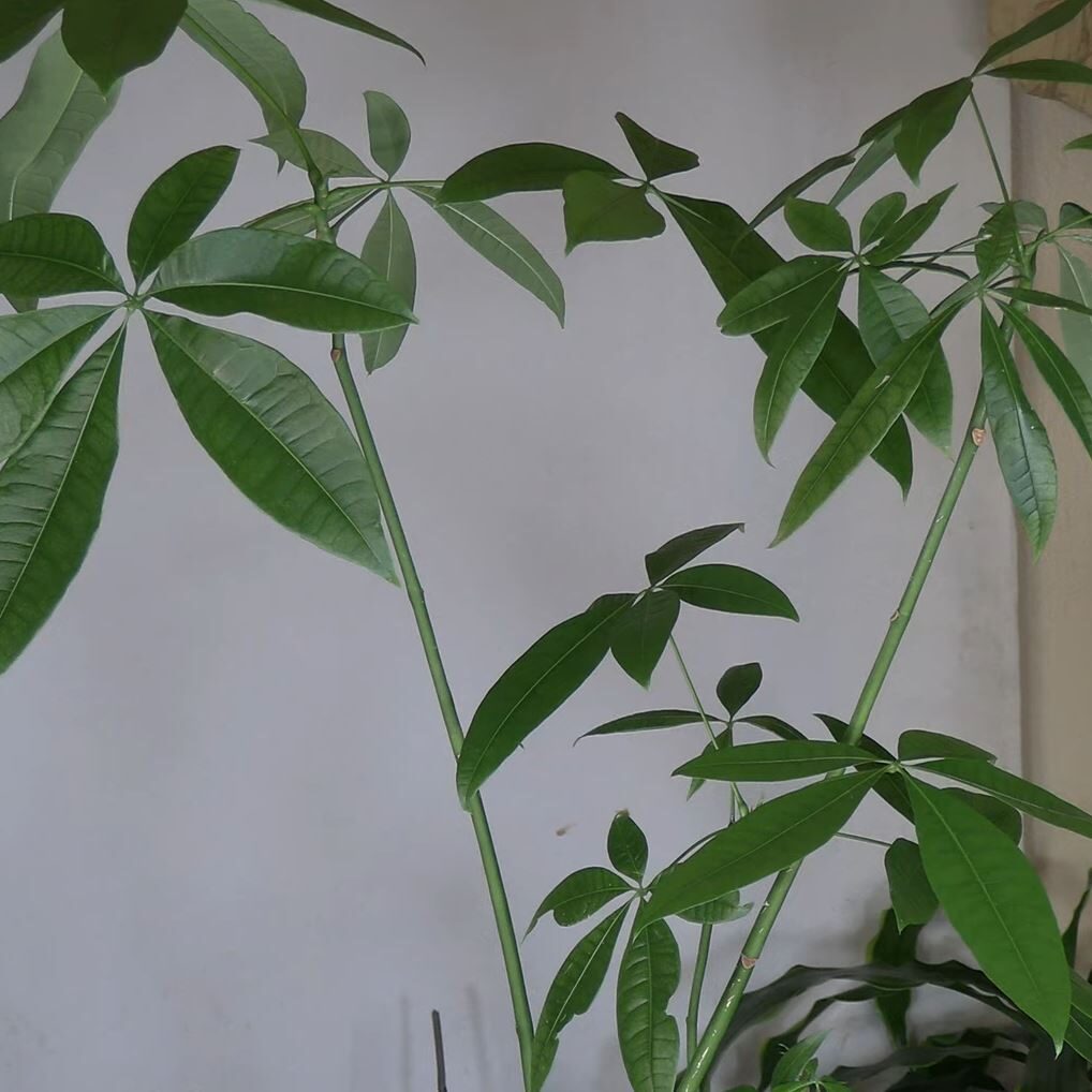 Chinese Money Tree History / Plant Stories