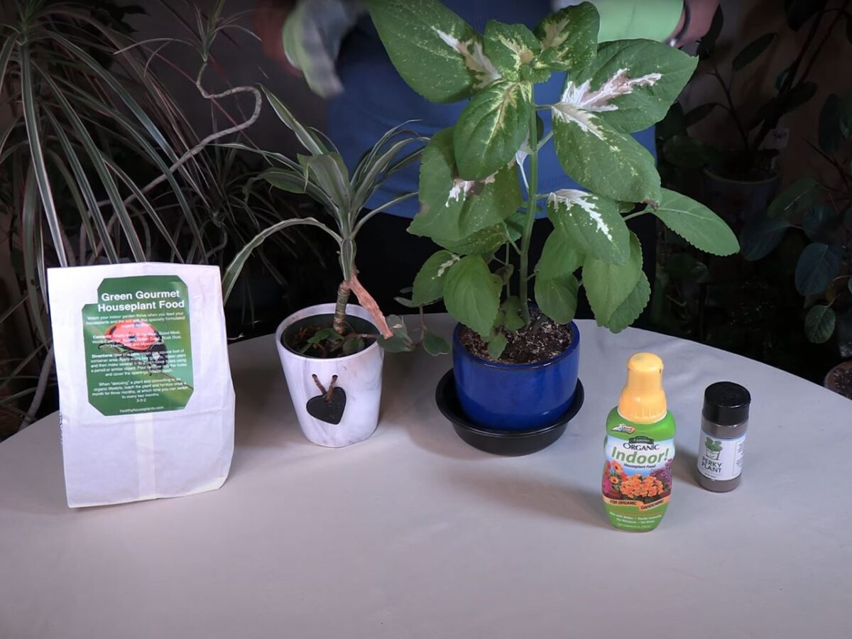 How Fertilizer Burn Harms Houseplants/How to Spot and Avoid