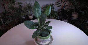 Ficus benghalensis 'Audrey'