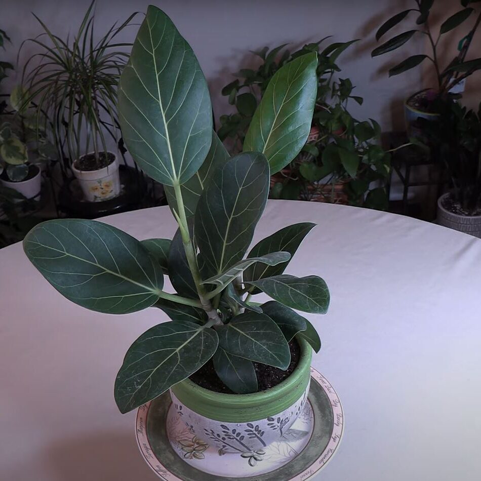 Ficus benghalensis Audrey Plant Care: What to Know