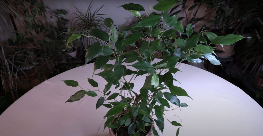 Ficus benjamina