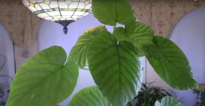 Ficus umbellata