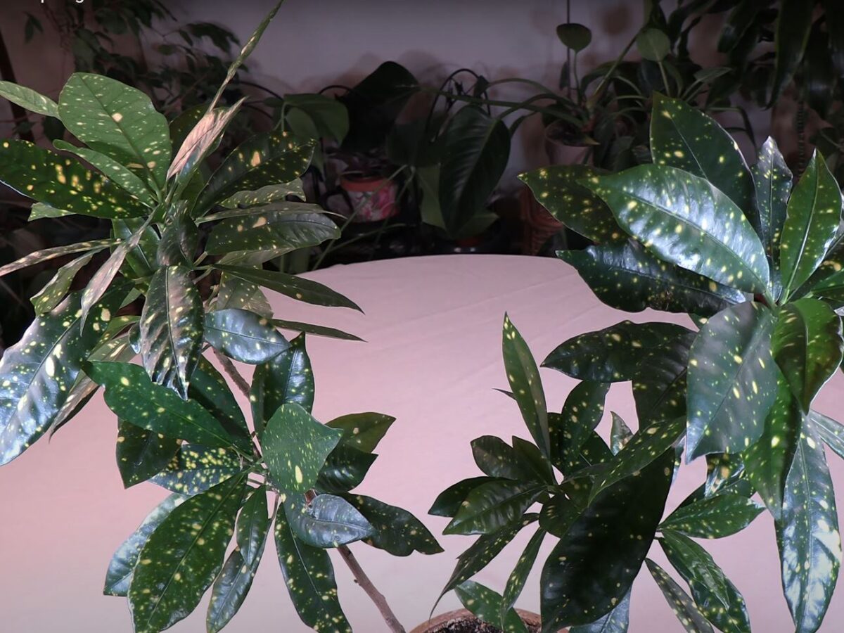 rhododendron in pot Southgate Radiance Rhododendron (Pot Size: 2 Gallon)
