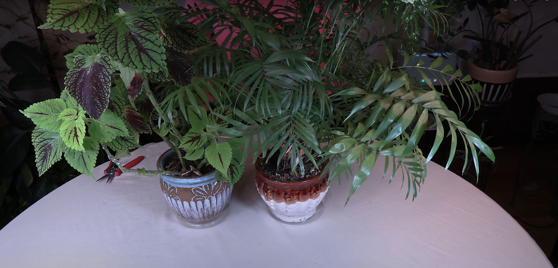 lively root money tree Money Tree (Pachira aquatica) – Rolling Greens