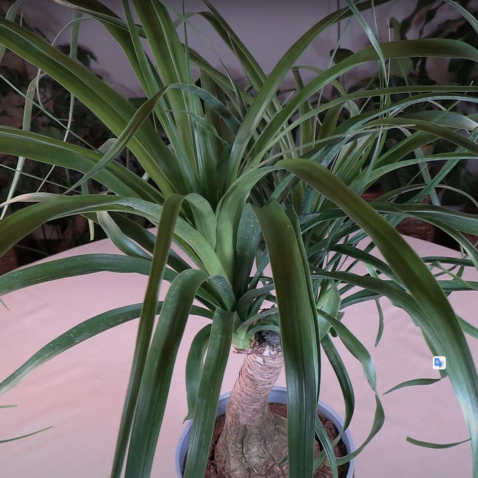 Ponytail Palm Plant Care: What to Know