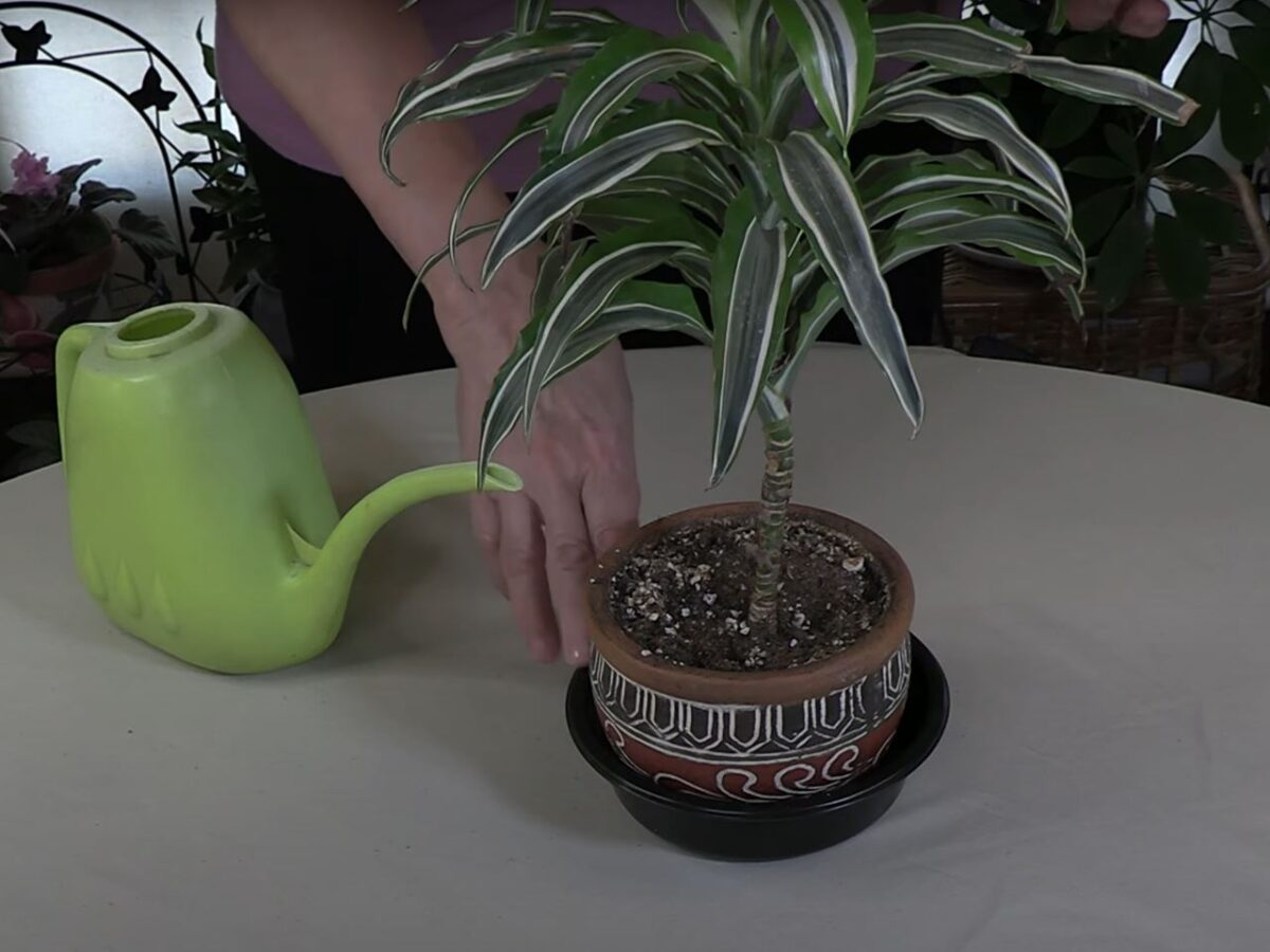 dracaena hyacinthoides Dracaena hyacinthoides (L.) Mabb, Somali Good Luck Plant in Design Pot – IM  Garden Mart