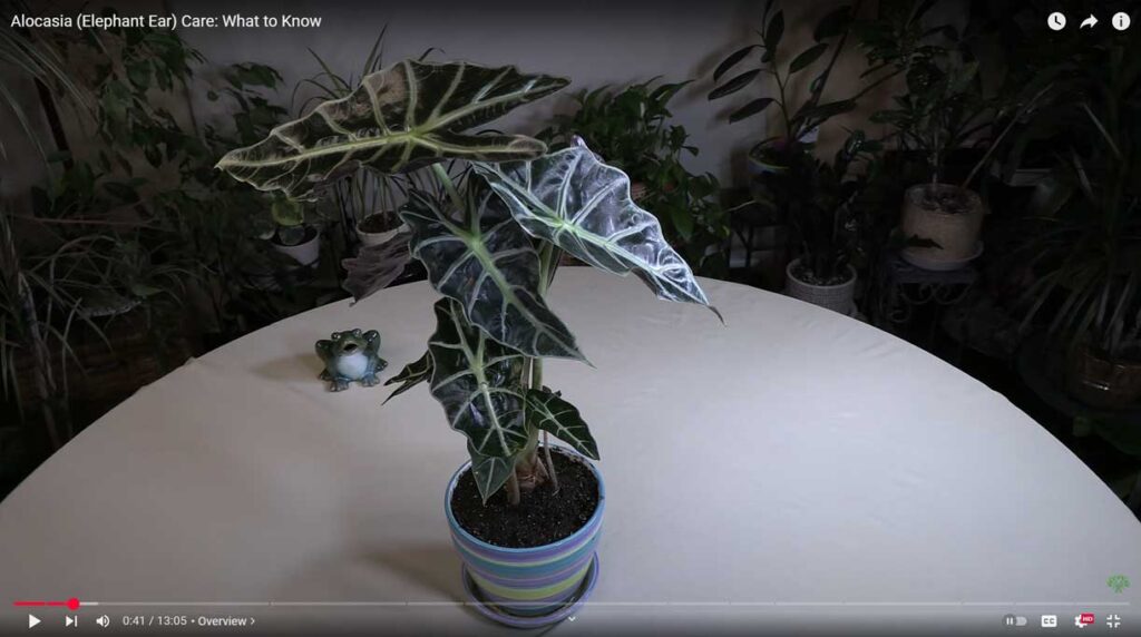 Alocasia (Elephant Ear) Care - What to Know