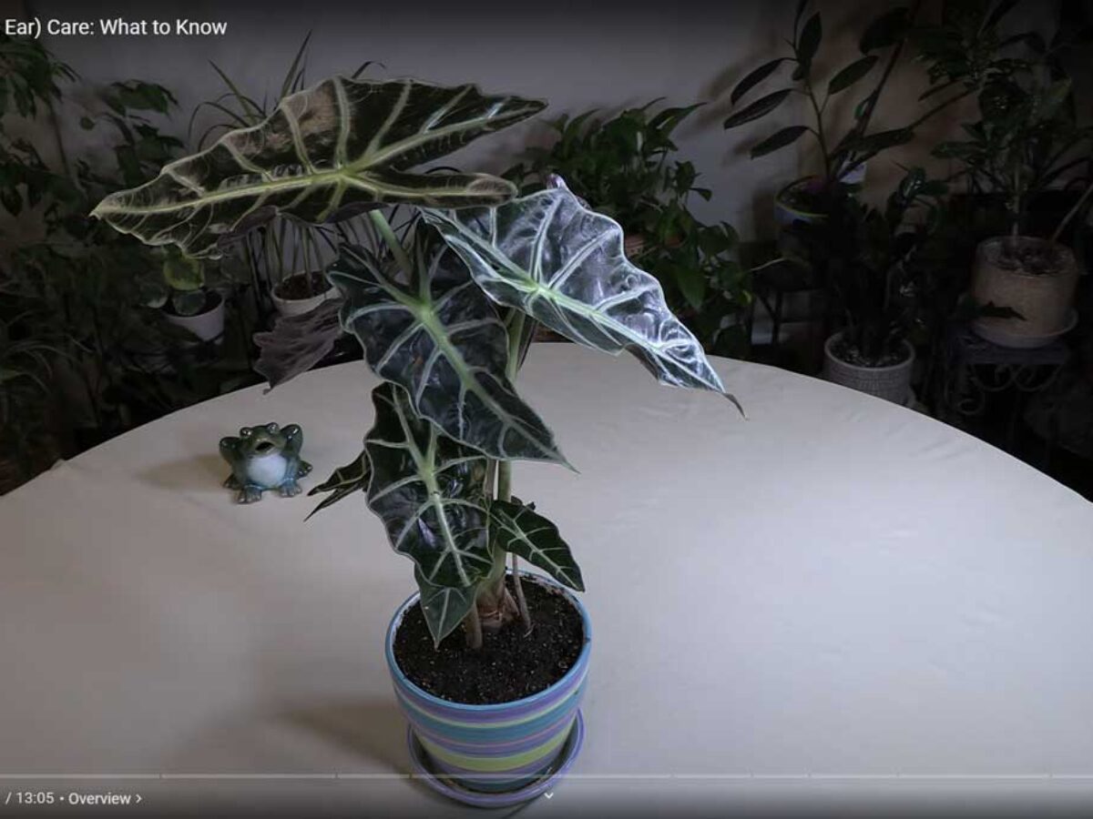Alocasia (Elephant Ear) Plant Care: What to Know