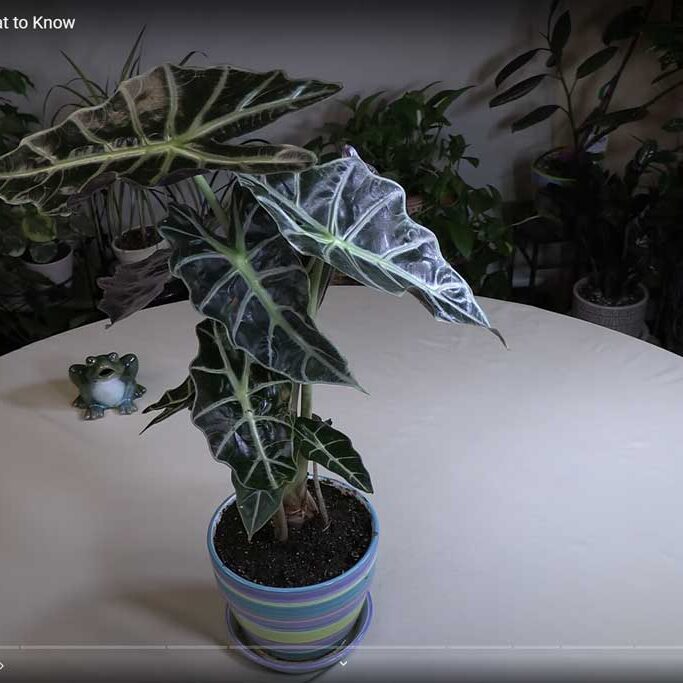 Alocasia (Elephant Ear) Plant Care: What to Know