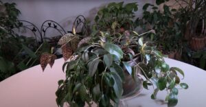 Lipstick Plant (Aeschynanthus)