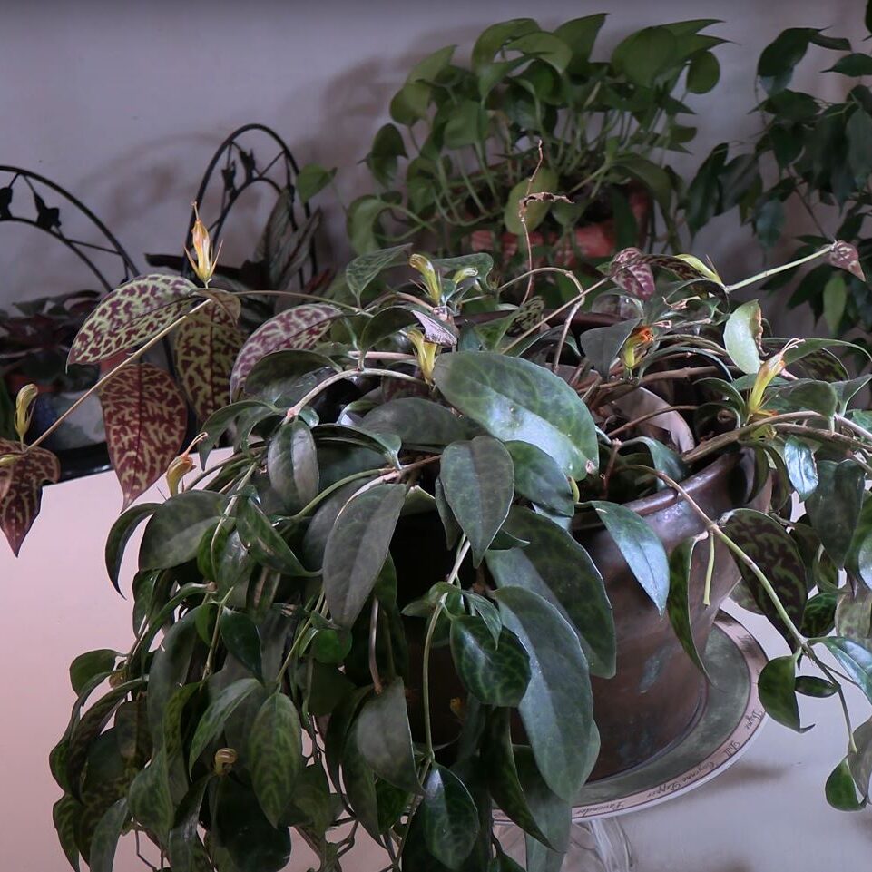 Lipstick Plant (Aeschynanthus) Plant Care: What to Know