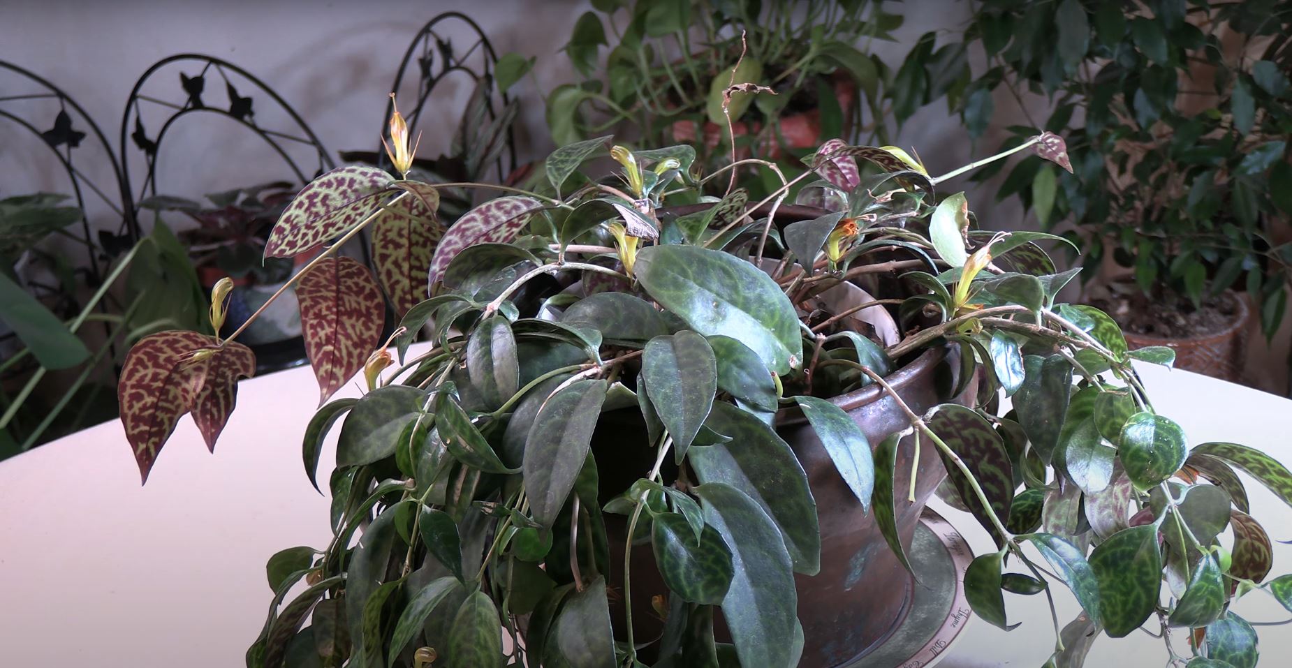 Lipstick Plant Black Pagoda / Plant Spotlight