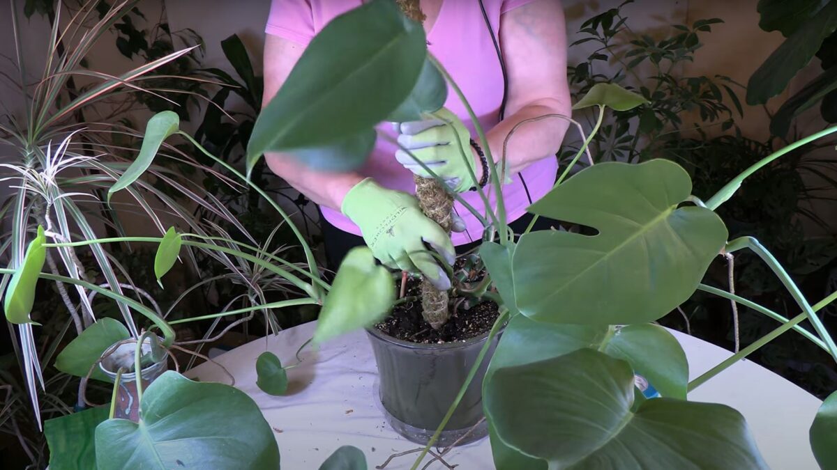 philodendron pink princess variegated Philodendron 'Pink Princess' | Indoor Plant | Tropical Plant main image 1