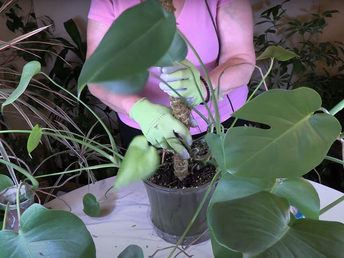 plant pothos Golden Pothos (Epipremnum aureum) Bare Root -- Aquatic Arts main image 0