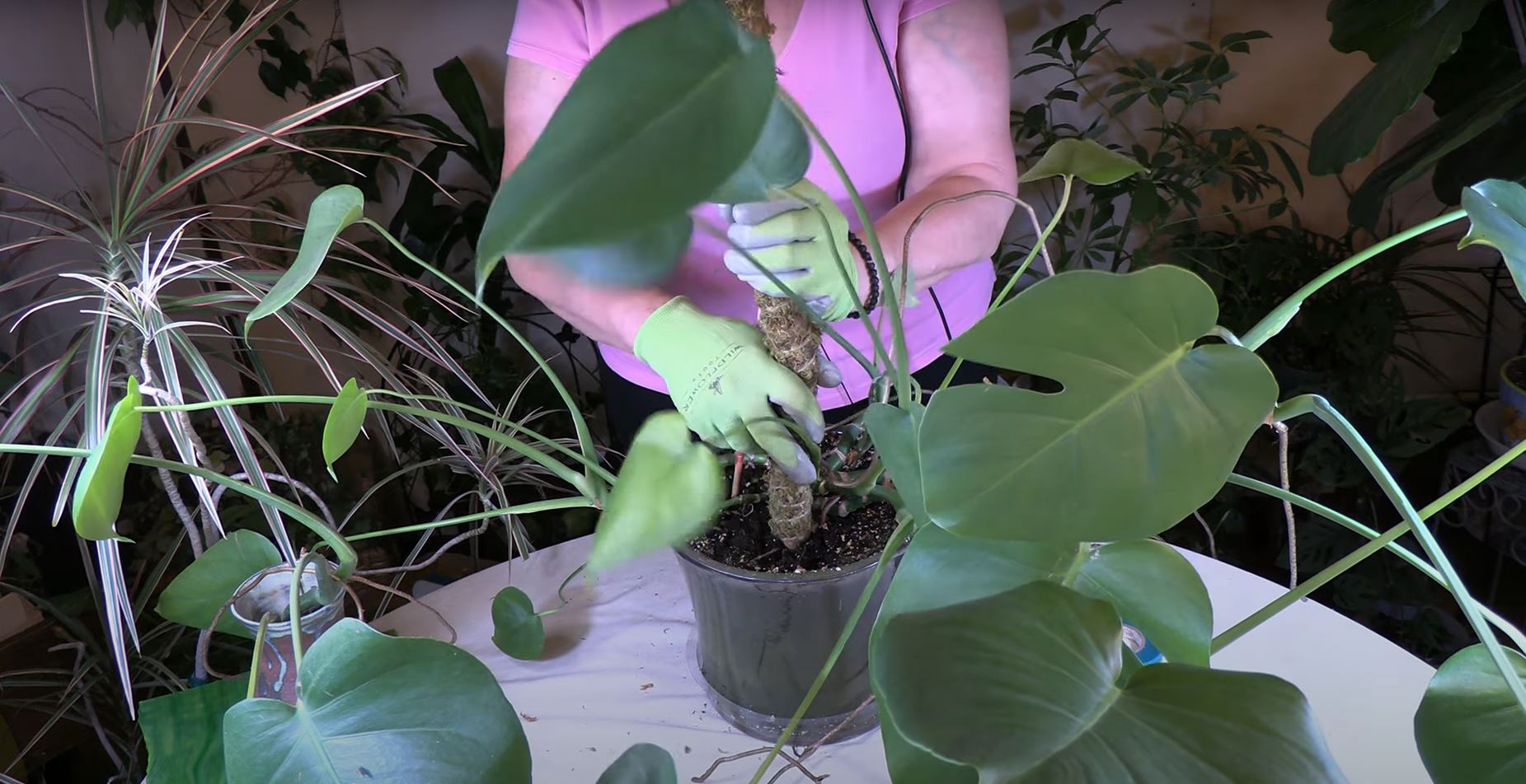 philodendron pink princess licht Pink Princess Philodendron for Sale | Houseplant