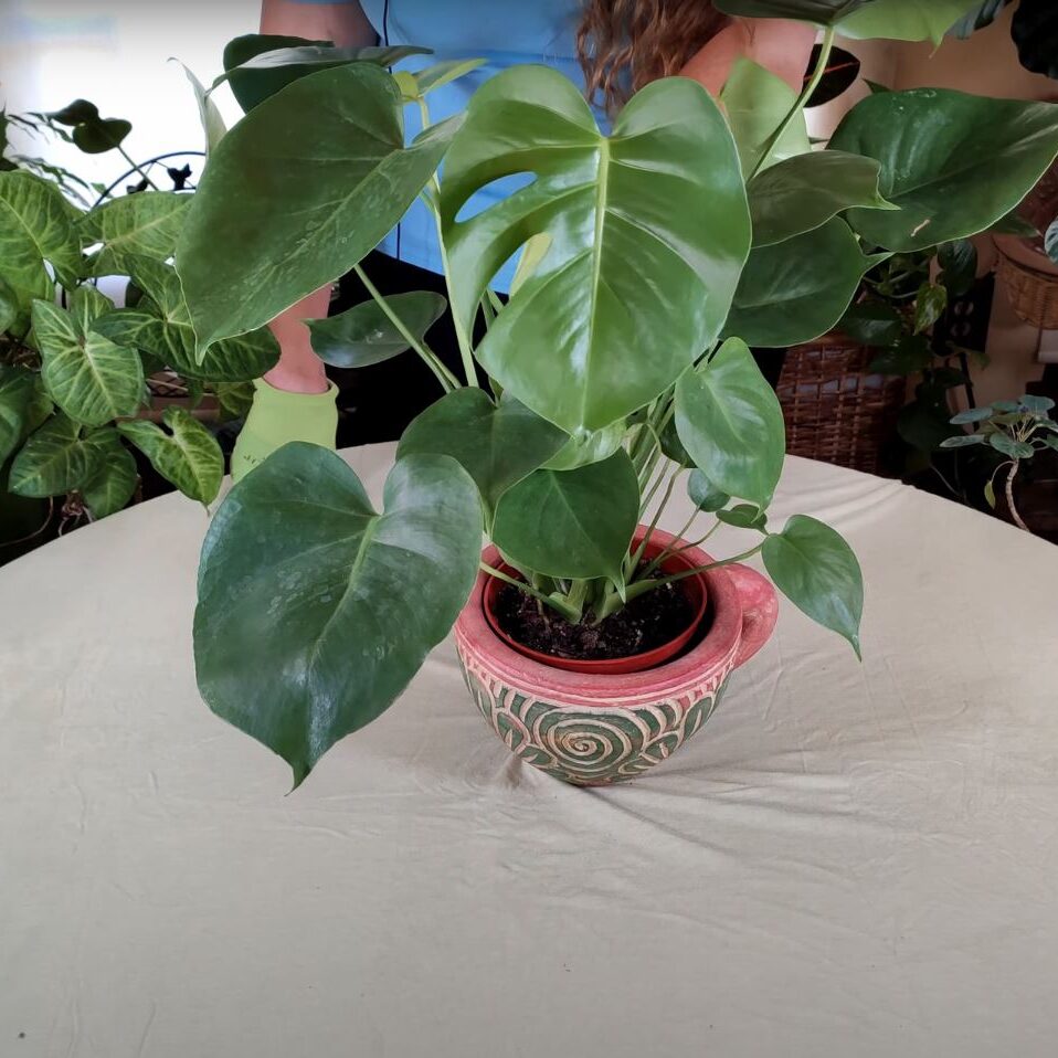 Monstera Deliciosa History / Plant Stories - Healthy Houseplants