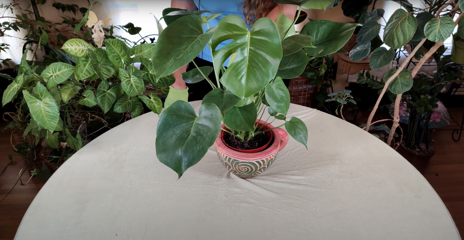 Monstera Deliciosa History / Plant Stories - Healthy Houseplants