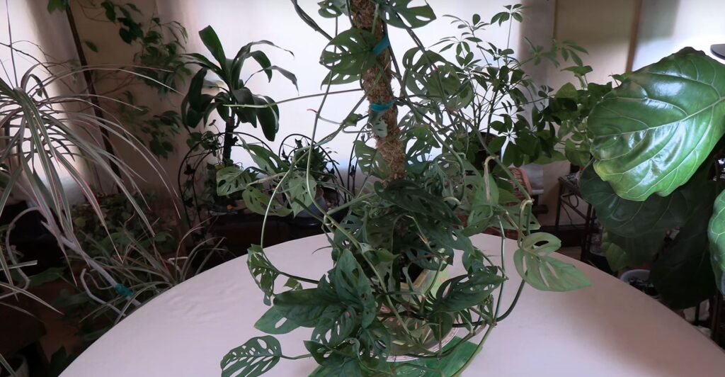 Monstera adansonii Care