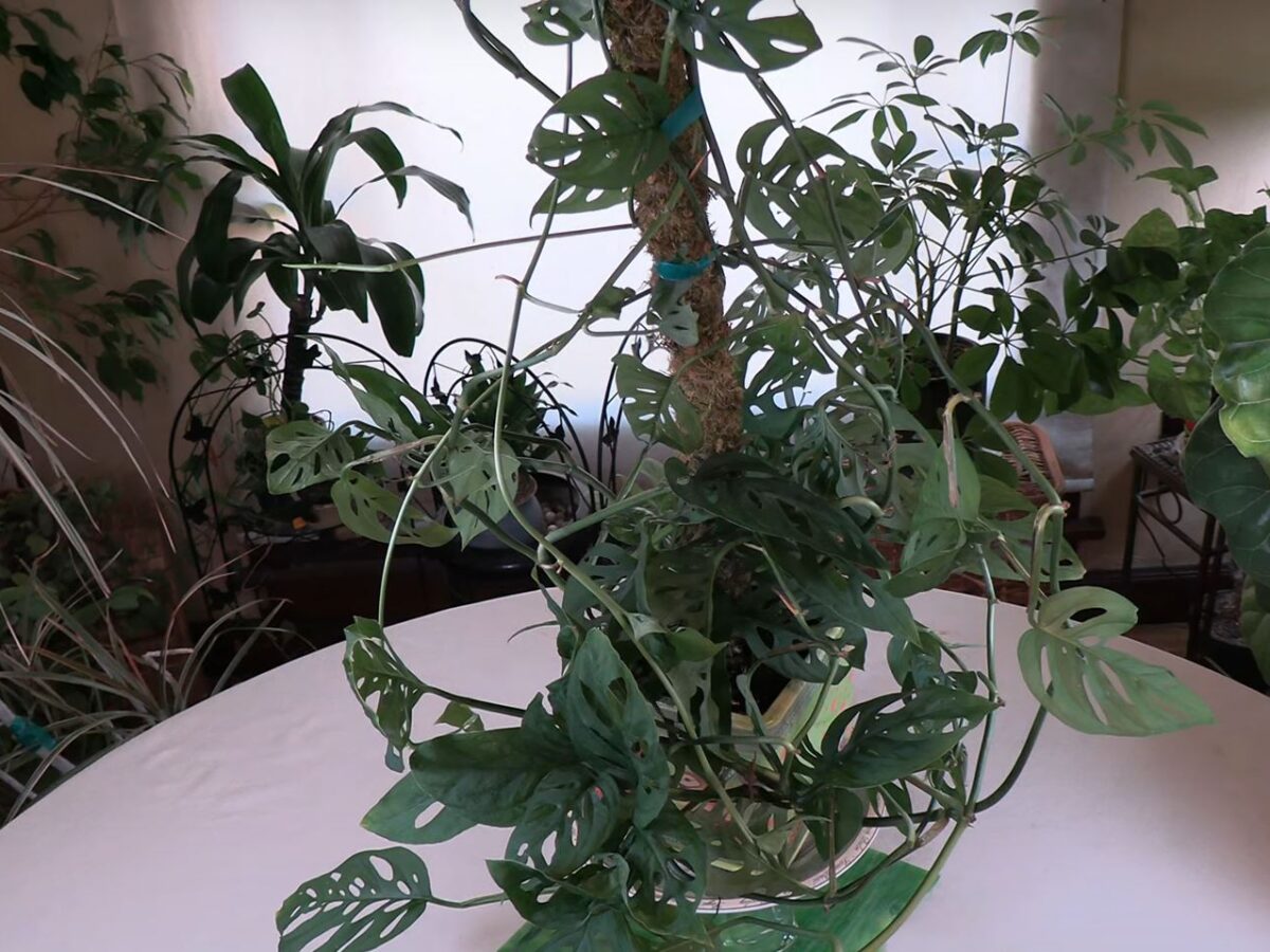 philodendron schwarz Philodendron Black Cardinal