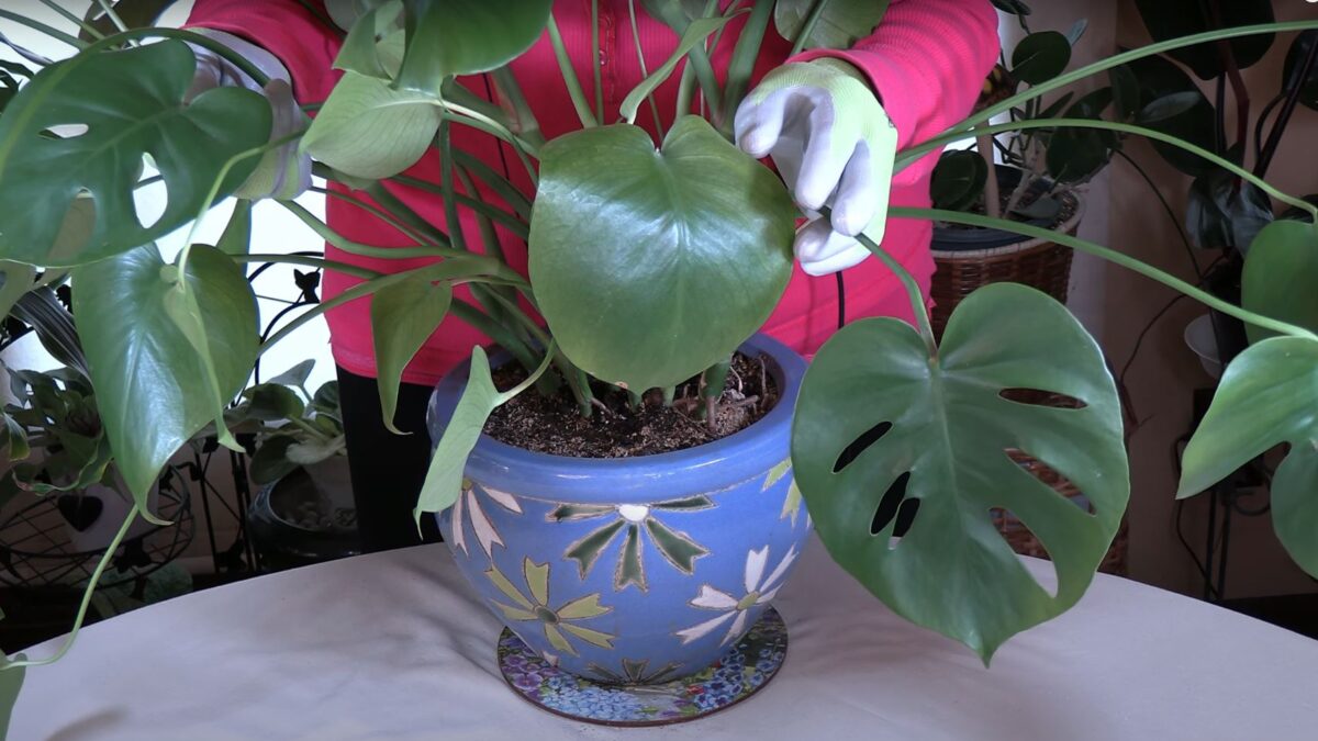 My Favorite Thing about Monstera deliciosa! Tell me Yours