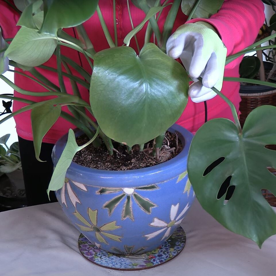 My Favorite Thing about Monstera deliciosa! Tell me Yours