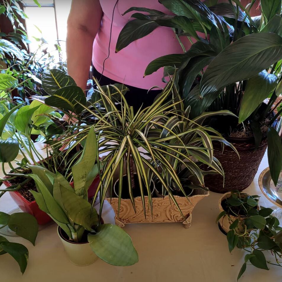 anthurium subsignatum NFS: Anthurium Subsignatum x RVDP